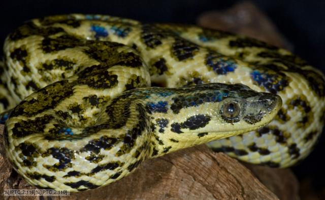 The Anaconda Snake