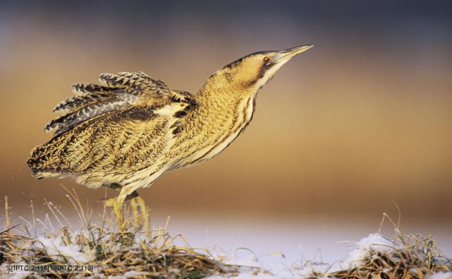 A Great Bittern stalking in the snow
