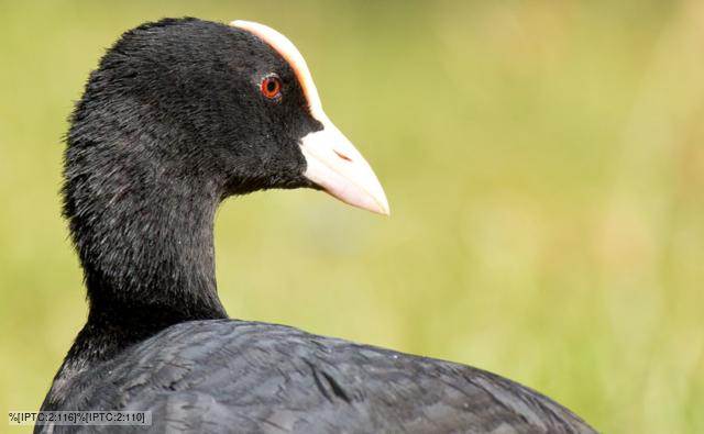Coot walking on grass