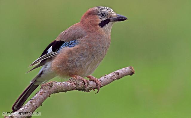 Jay perched on a branch (c) Mike Rawlings