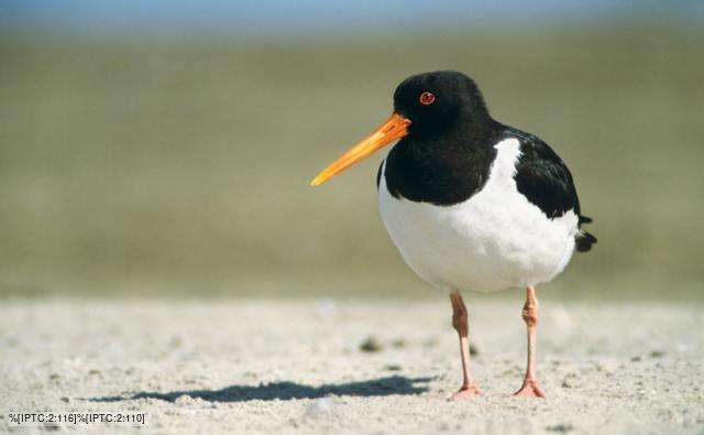 Oystercatcher on sand