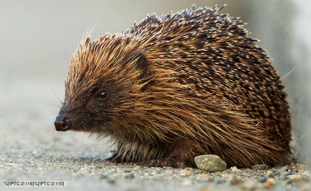 young hedgehog