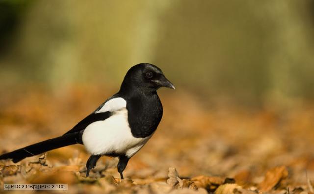 uk magpie