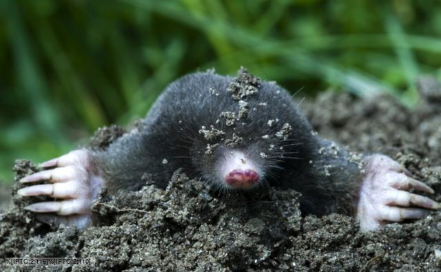 pictures of moles