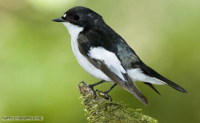 A male pied flycatcher perched on a branch