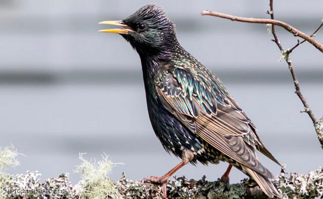 Starling on a tree branch