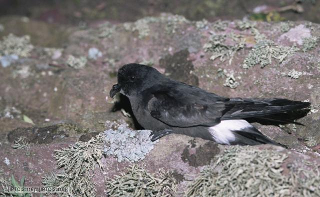 A storm petrel resting on the ground at night