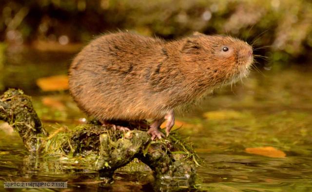 Water vole foraging on a floating log in shallows of a water channel