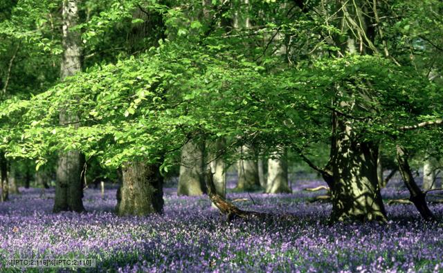 Bluebells with beech trees in oak woods