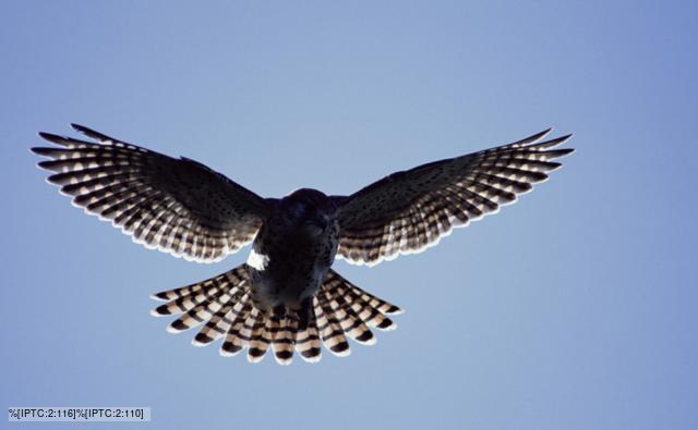 Falcons Wings