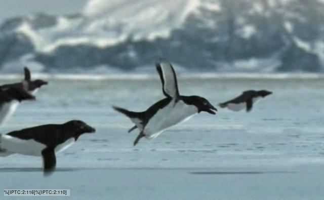 Do penguins migrate?