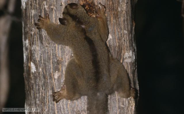 Pale fork-marked lemur sucking gum from tree in Madagascar