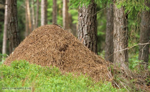 Wood Ants Nest