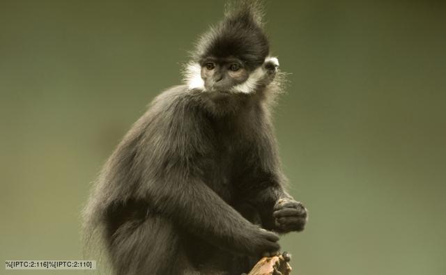 A Francois' langur sitting on a tree stump