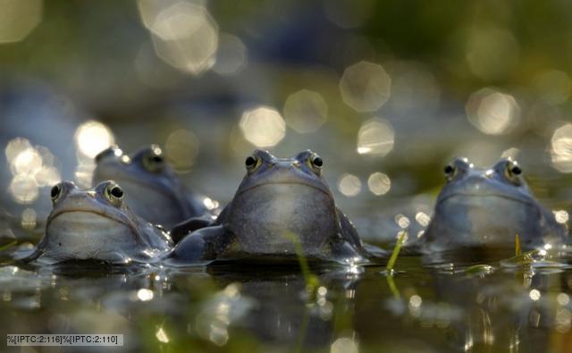 Pic Frogs