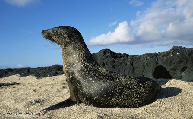 A female Galápagos fur seal on a rock
