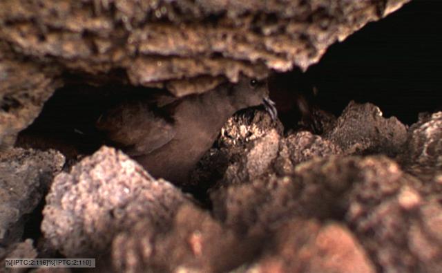 Galápagos petrel in a cave