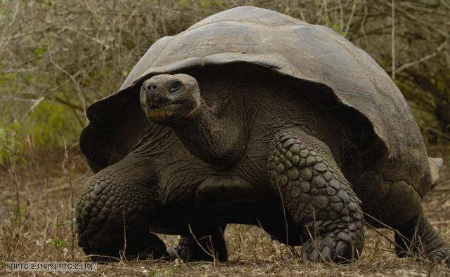 Biggest Giant Tortoise