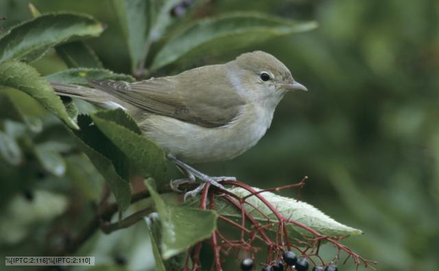 Garden warbler on elderberry tree