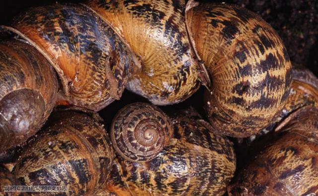 A group of garden snails hibernating together
