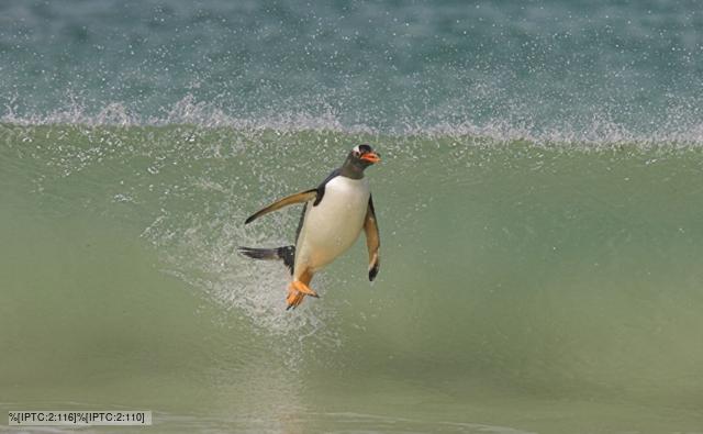 gentoo penguin