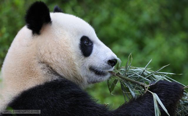 Giant Panda Babies