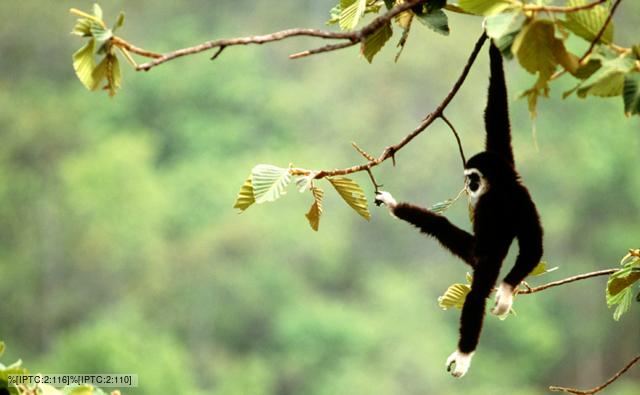 A white-handed gibbon swinging in a tree