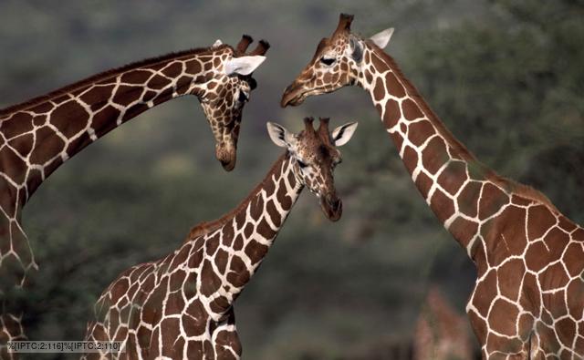 Three reticulated giraffes in Kenya