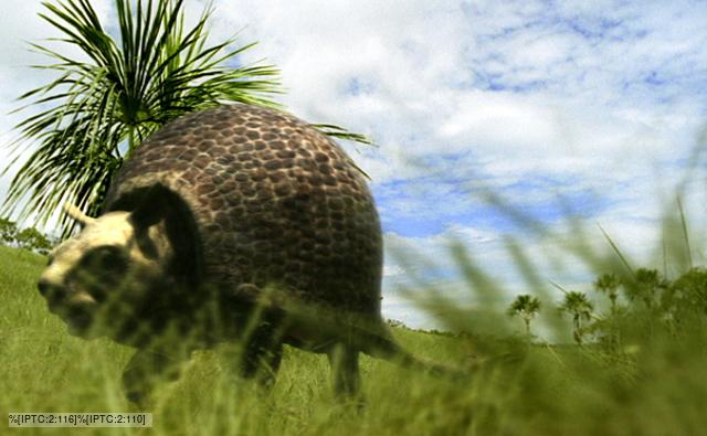 A large prehistoric glyptodont walking through grassland