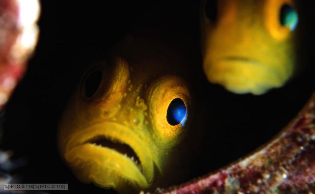 Profile of two gobies