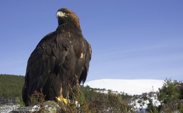 Golden eagle perched on a rock