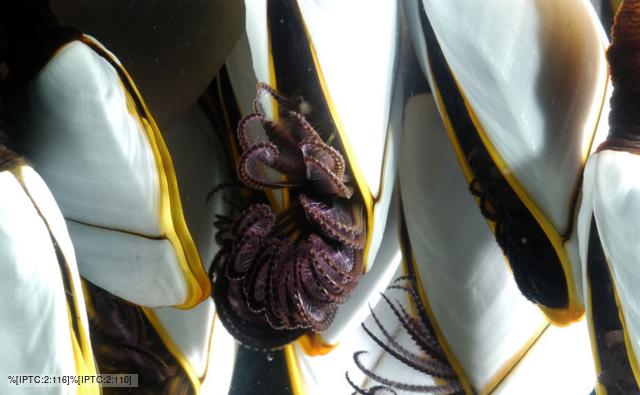Goose barnacles underwater