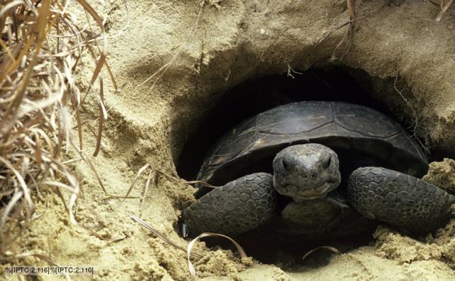 A gopher tortoise in its burrow