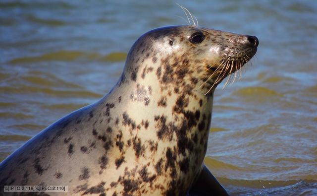 Close-up of a grey seal lying on sand