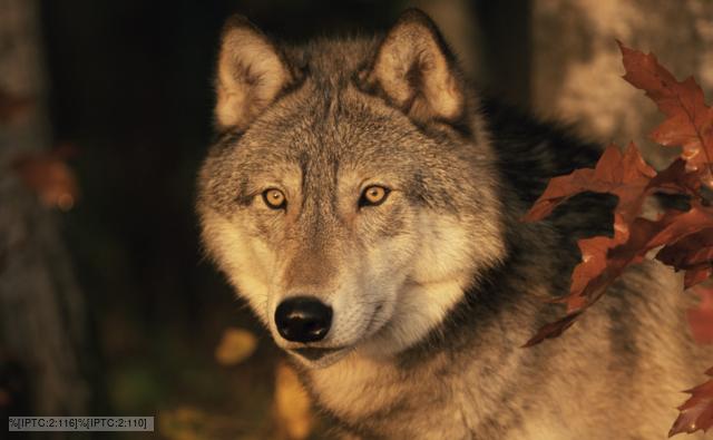 Grey Wolf Habitat