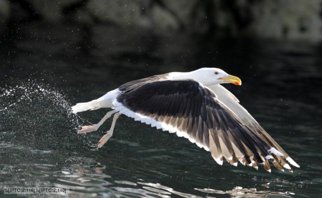 Black Backed Seagull