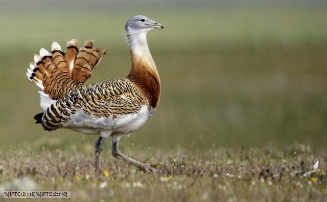 bird bustard