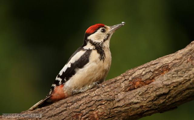 British Woodpecker