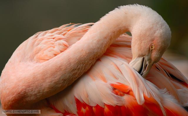 Flamingo grooming pink wing feathers