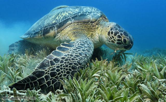 Tortuguero Sea Turtles