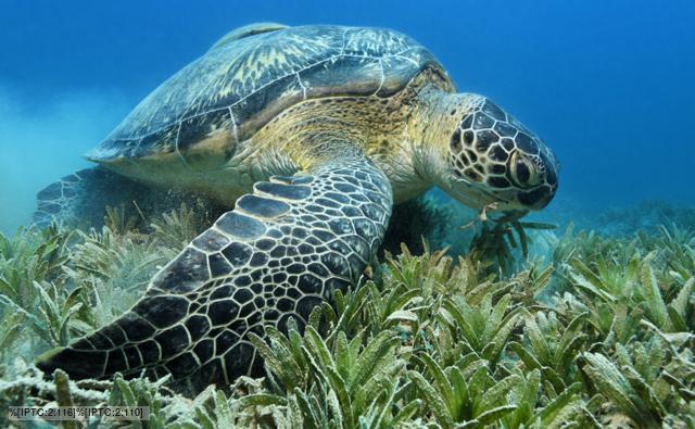 sea turtle feeding