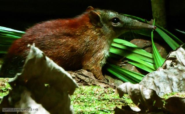 Grey-faced sengi amongst leaf litter on rainforest floor