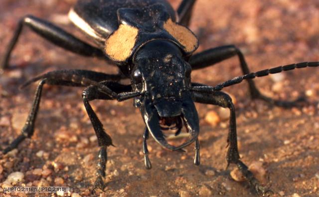 Ground Beetle Facts