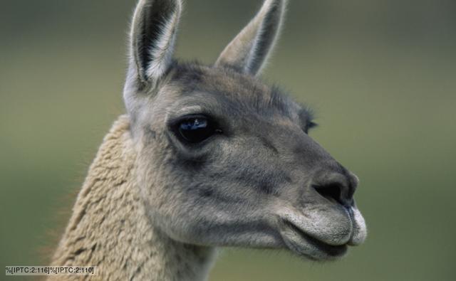 Guanaco llama portrait