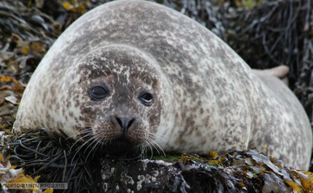 A common seal (c) Christine Hall