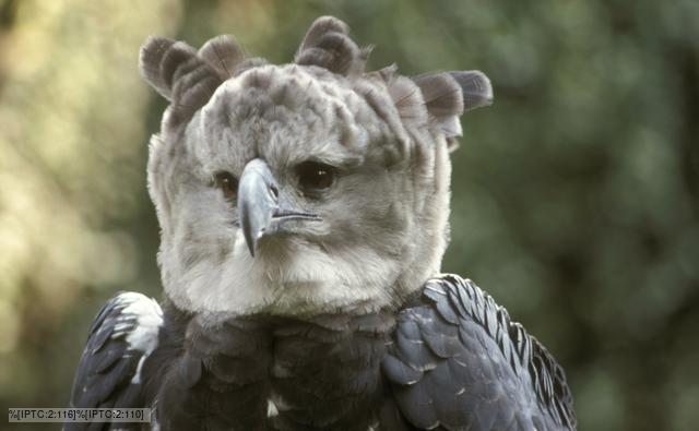 Harpy eagle looking towards camera