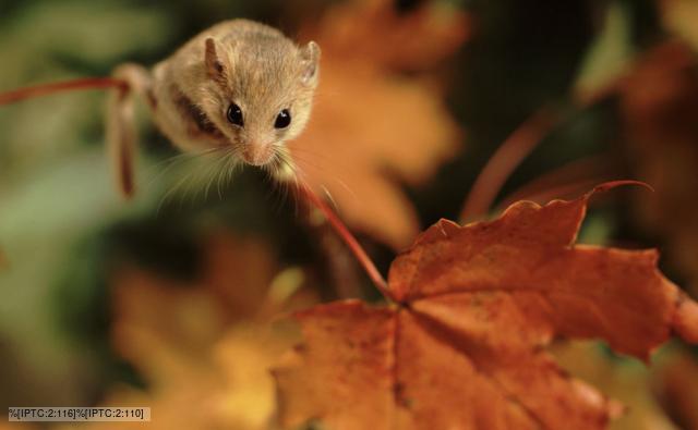 Dormouse pics, Picture of Dormouse , Images of Dormouse , Pictures of Dormouse , Dormouse hd wallpaper