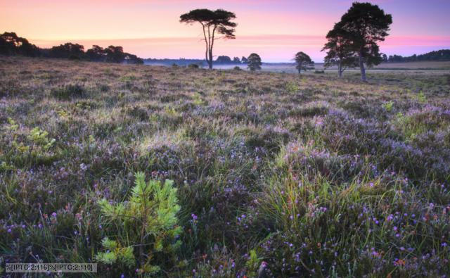 Wildflowers and pine trees in the New Forest National Park