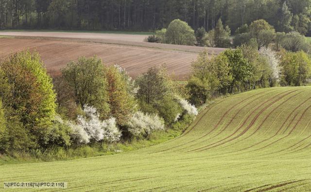 external image hedge_1.jpg