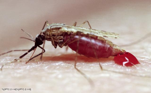 Mosquito sucking human blood 